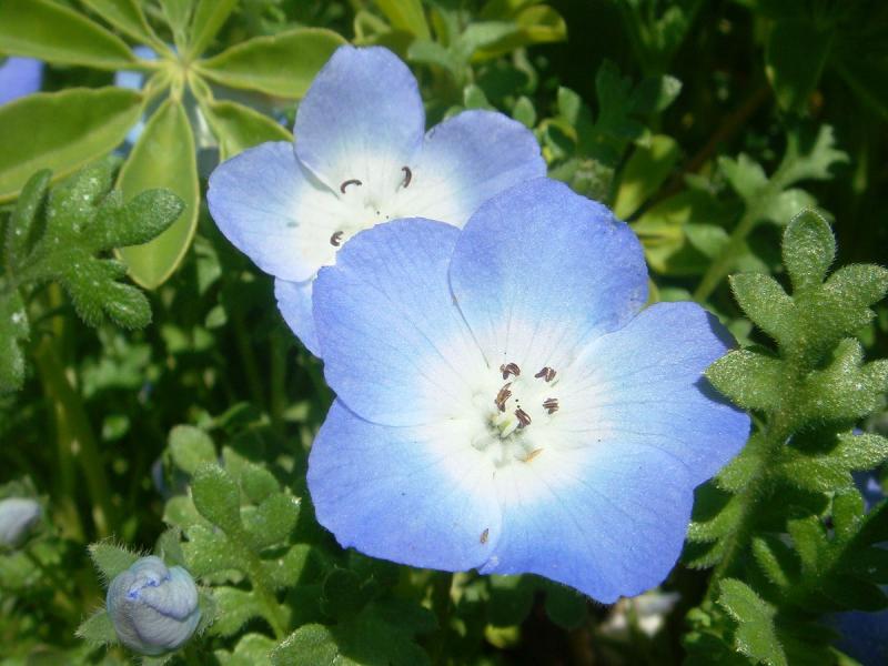 Beautiful Blue Flowers in the world